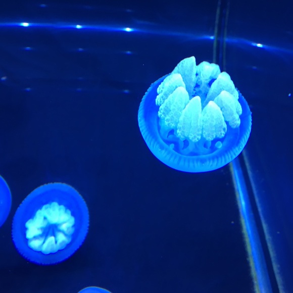 bluesapphire345